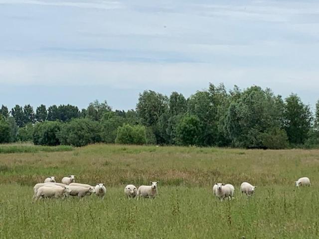 B&B Petit Chateau - Stijlvol Verblijf Centraal Gelegen In Zeeuws Vlaanderen Biervliet Bagian luar foto